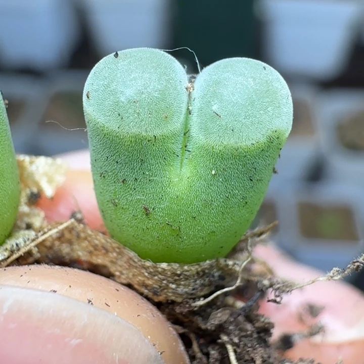 2366一颗极窗绒面58880