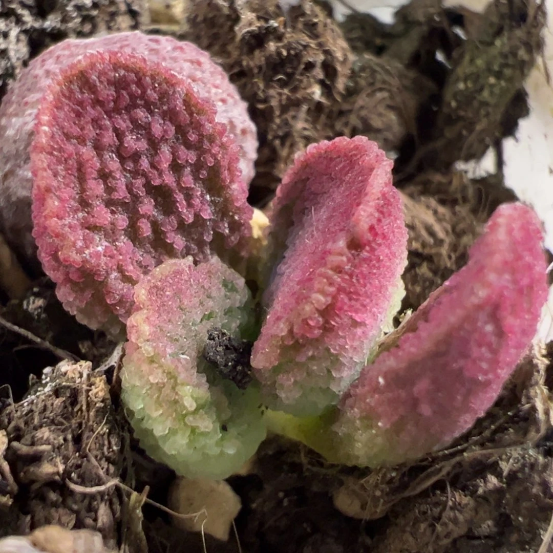 实生新品大苗多肉植物水泡