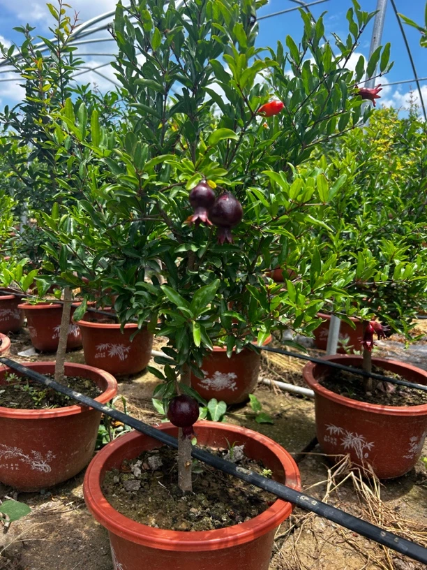 79紫玉花园植物绿植石榴水果室外带果发货带果绿植盆栽盆景室内外
