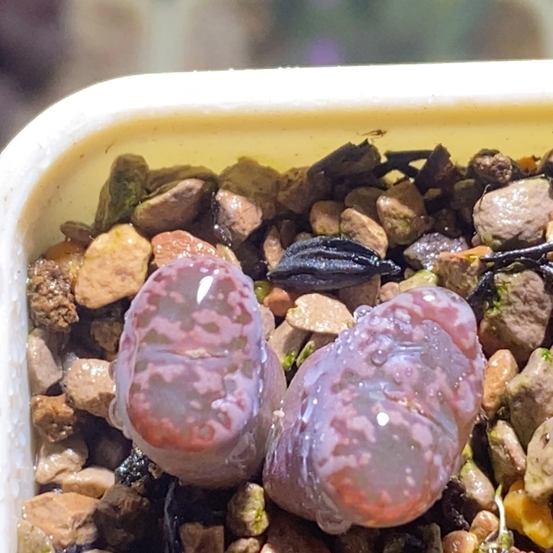 大窗马克杂好看好看