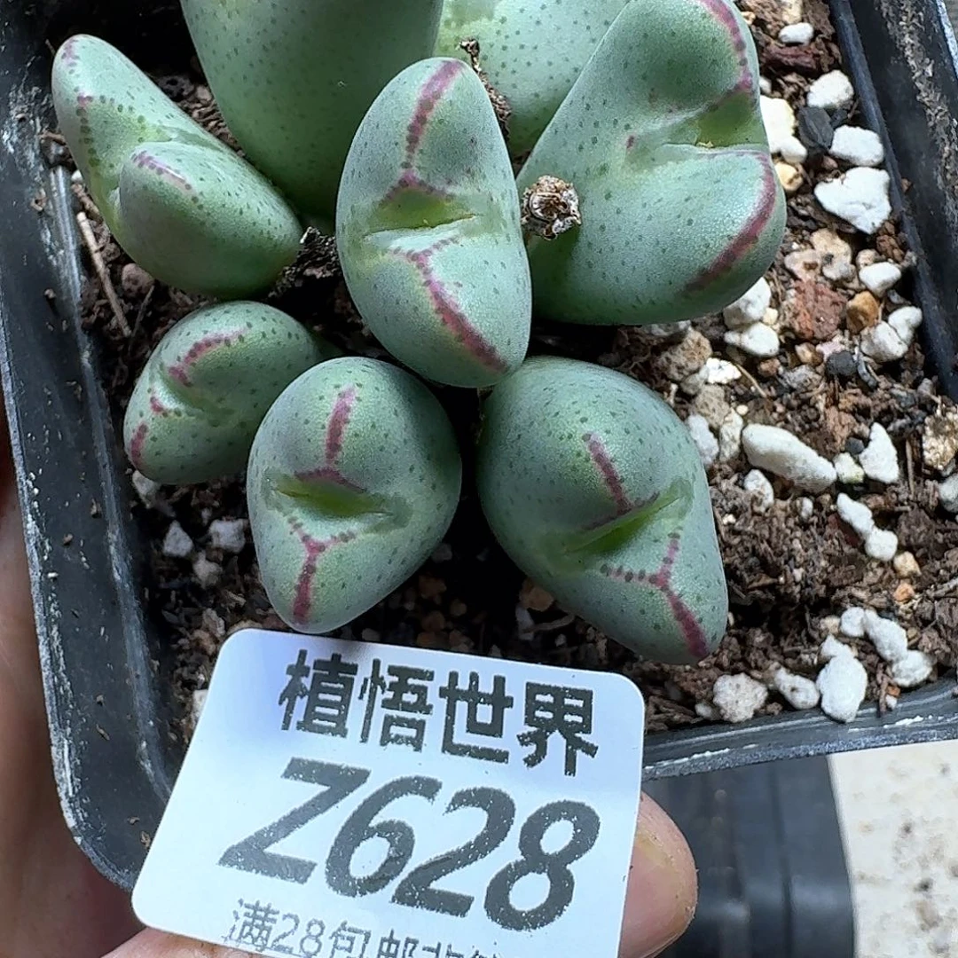 多肉植物的润泽fgh