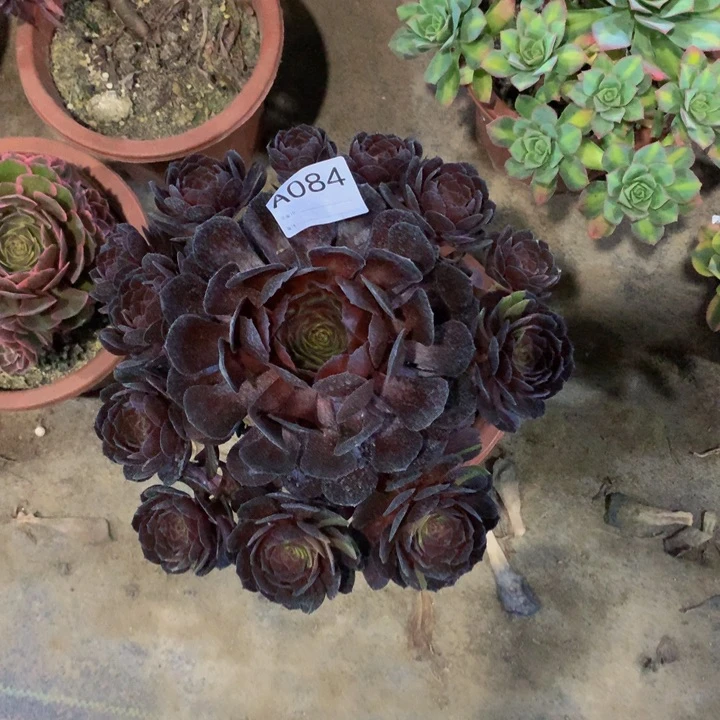 简*?花花公子084000000000000