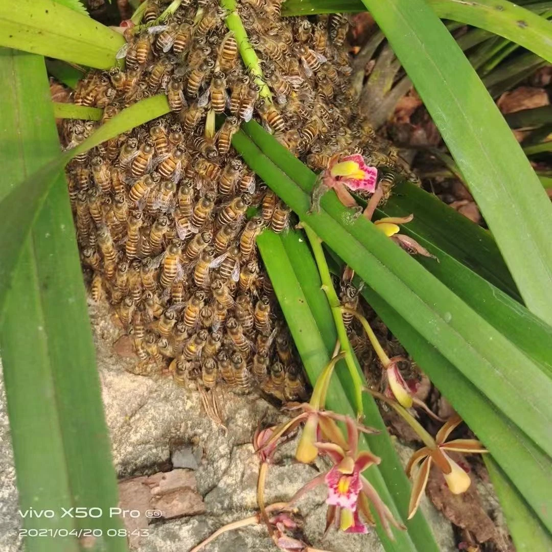 精品蜜蜂兰苗 根系发达易存活 庭院阳台打造独特兰园