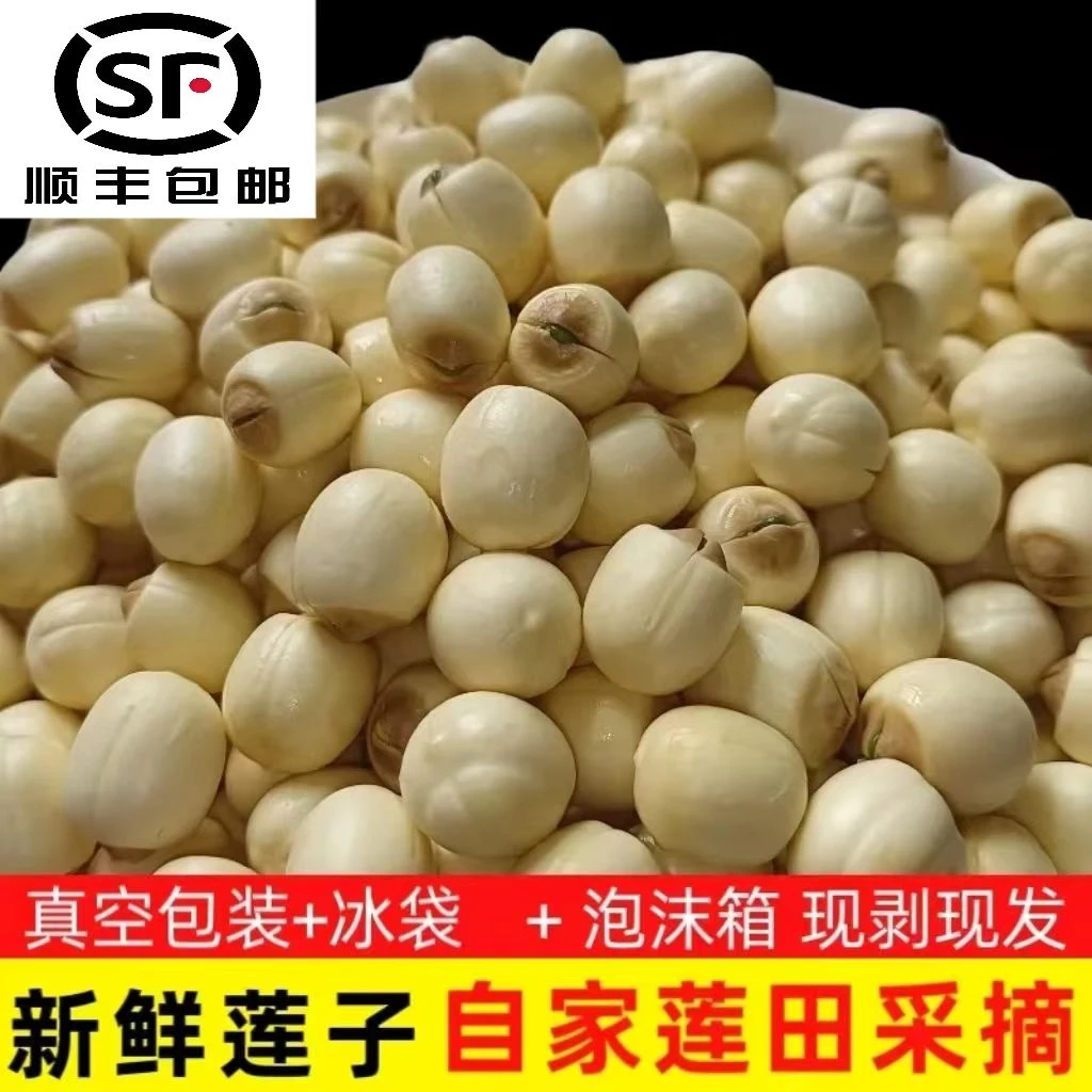 2025年新鲜莲子手工剥壳去皮鲜莲广昌白莲现摘现剥去芯新鲜湿莲子