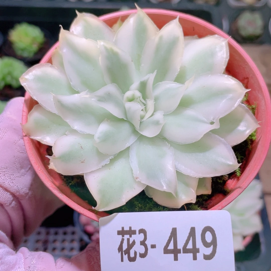 花利美3-449紫蝴蝶锦