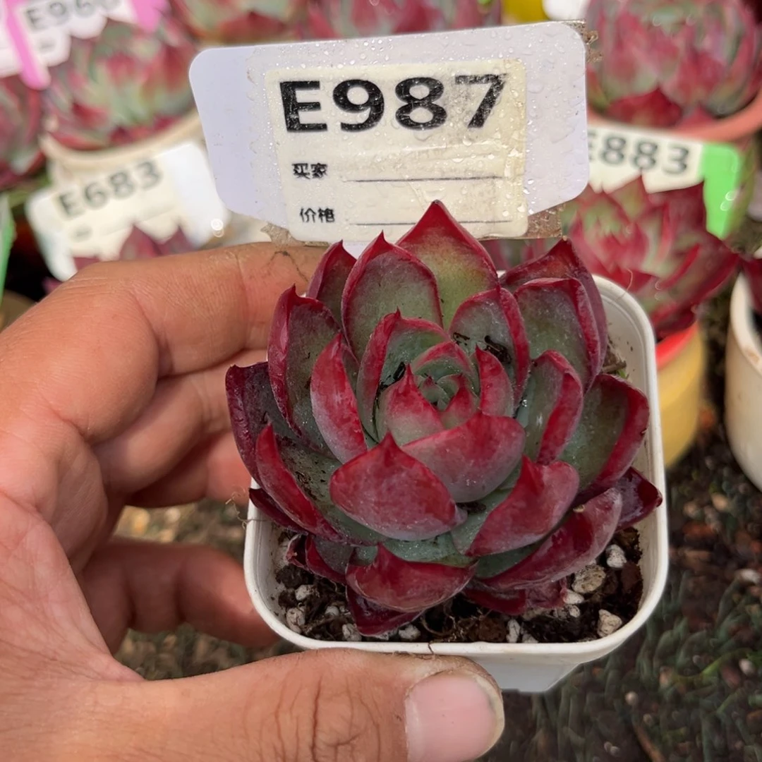 惊鸿一瞥987号多肉