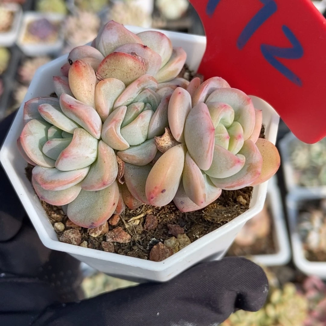 972星星珍妮多肉植物保护