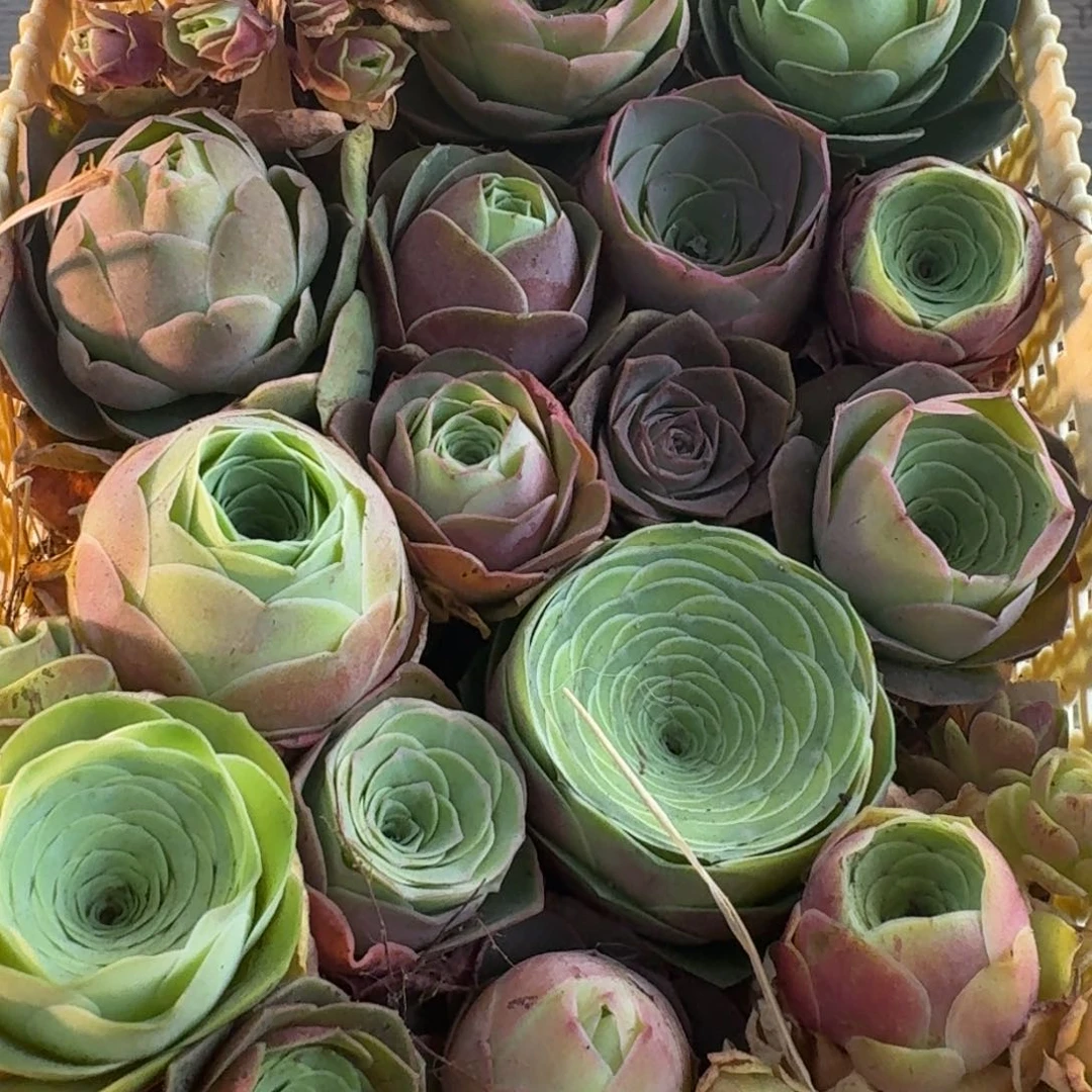 A530 玫瑰花篮组合