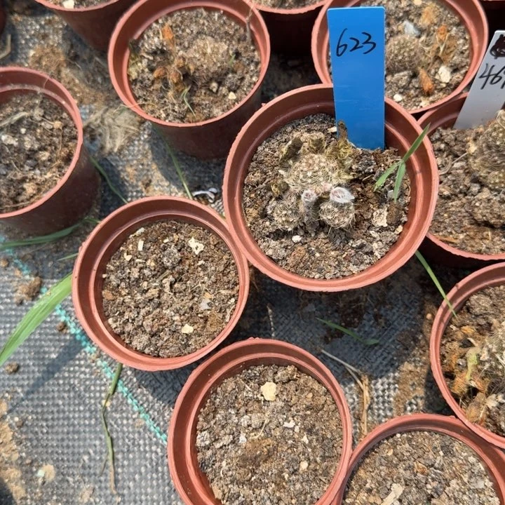 矮胖白檀672白檀623