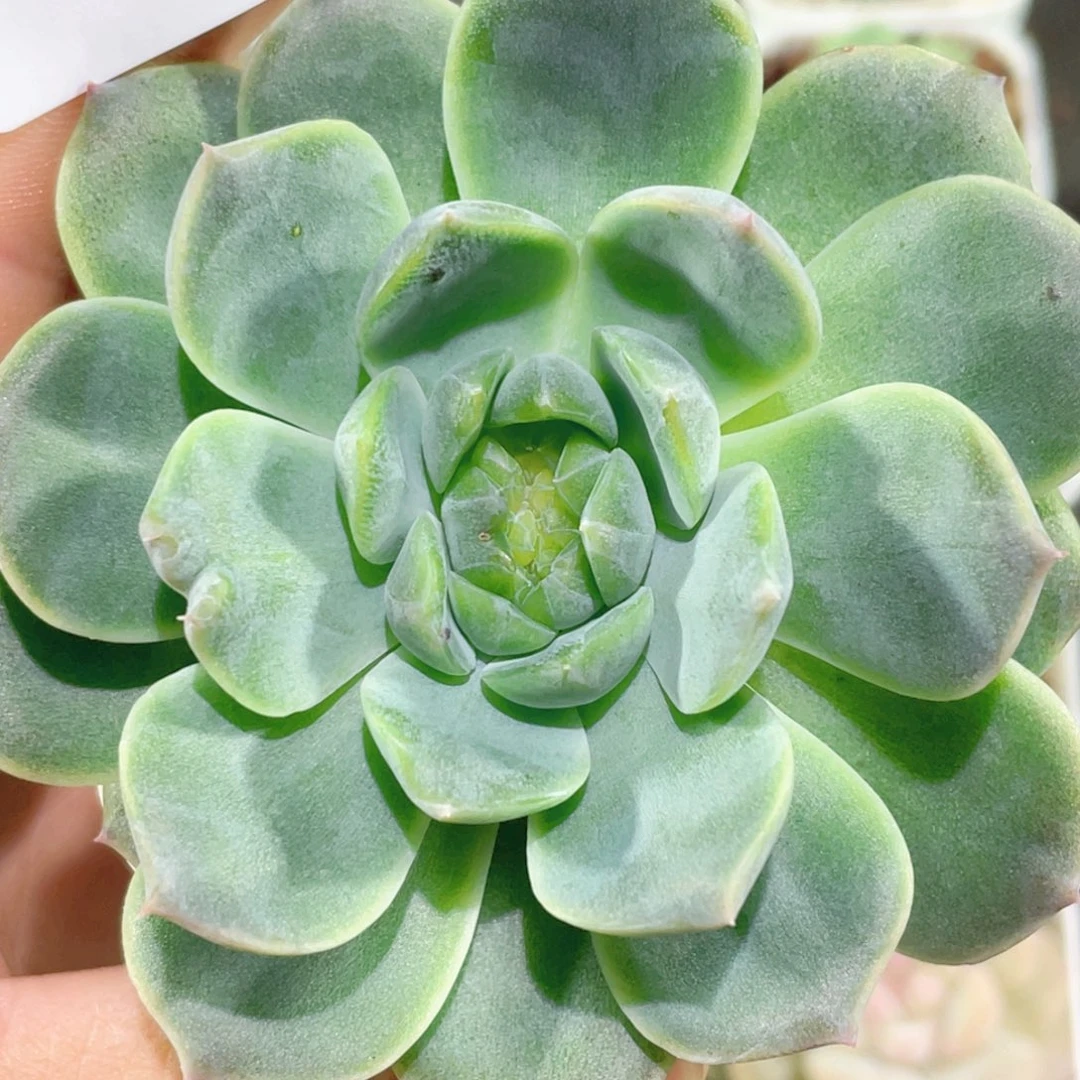 721号糖心冰心珍妮 缀化