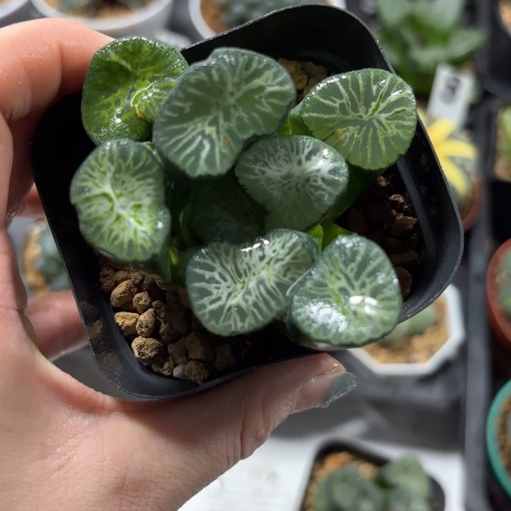 母本翡翠龙万象多肉植物