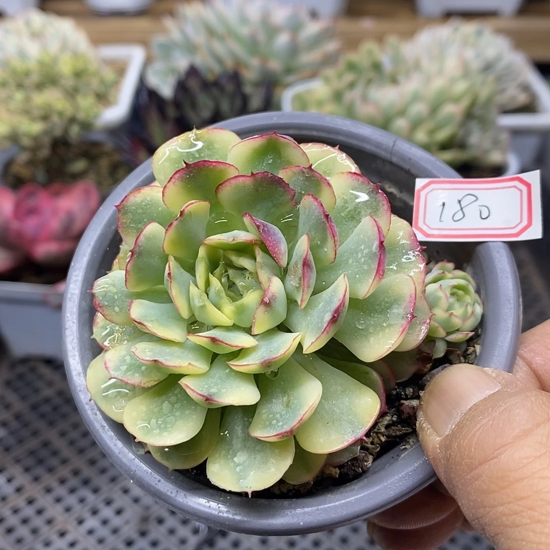 21180 梦幻玫瑰黄覆轮锦