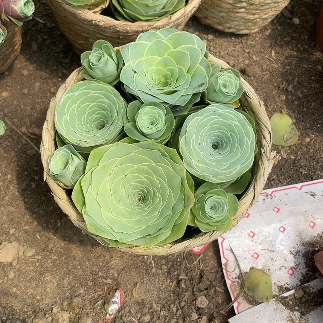 山地玫瑰4颗不一样带篮子