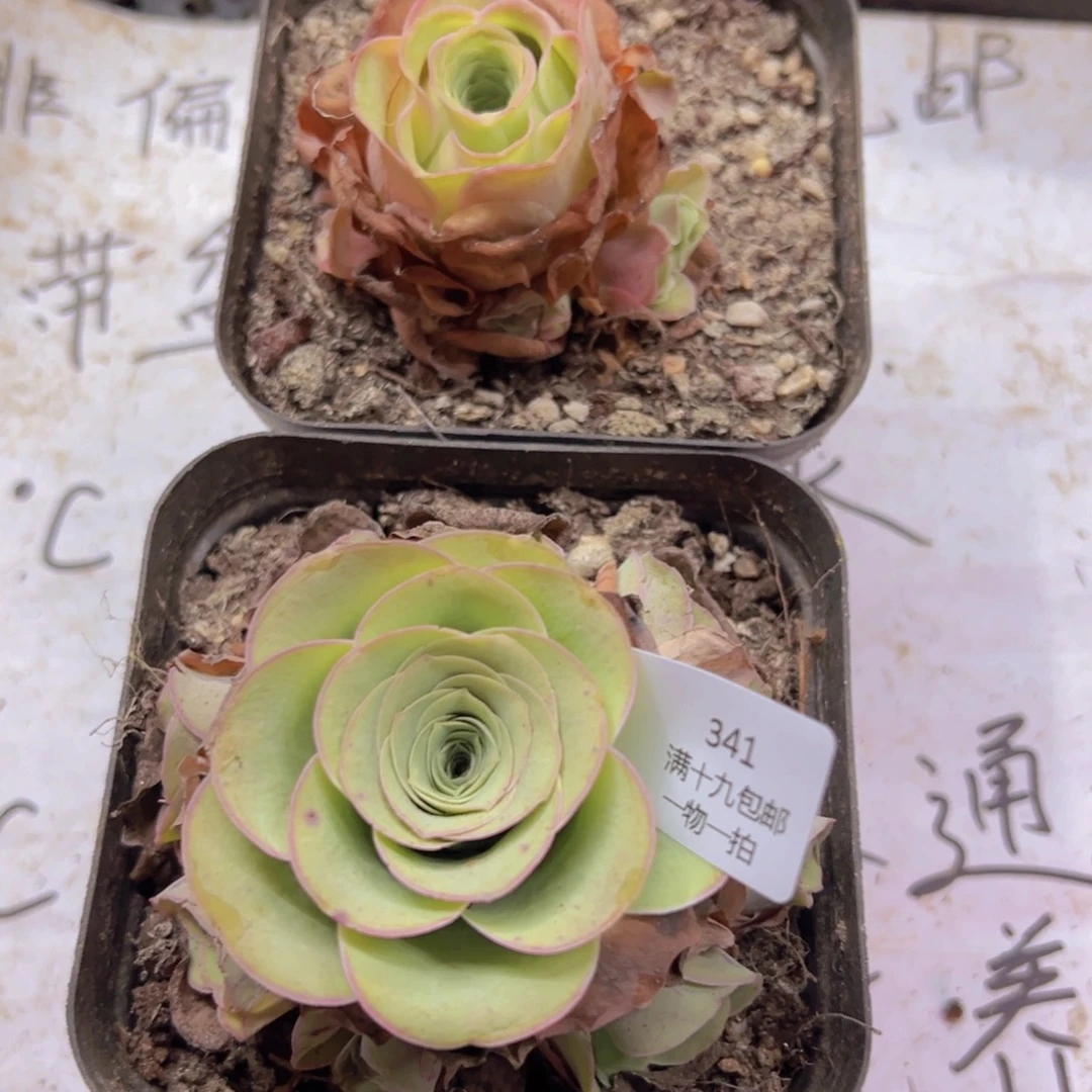 341 侧牙掉了不包损无售后