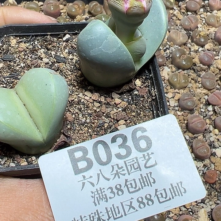 036号金玲多肉植物