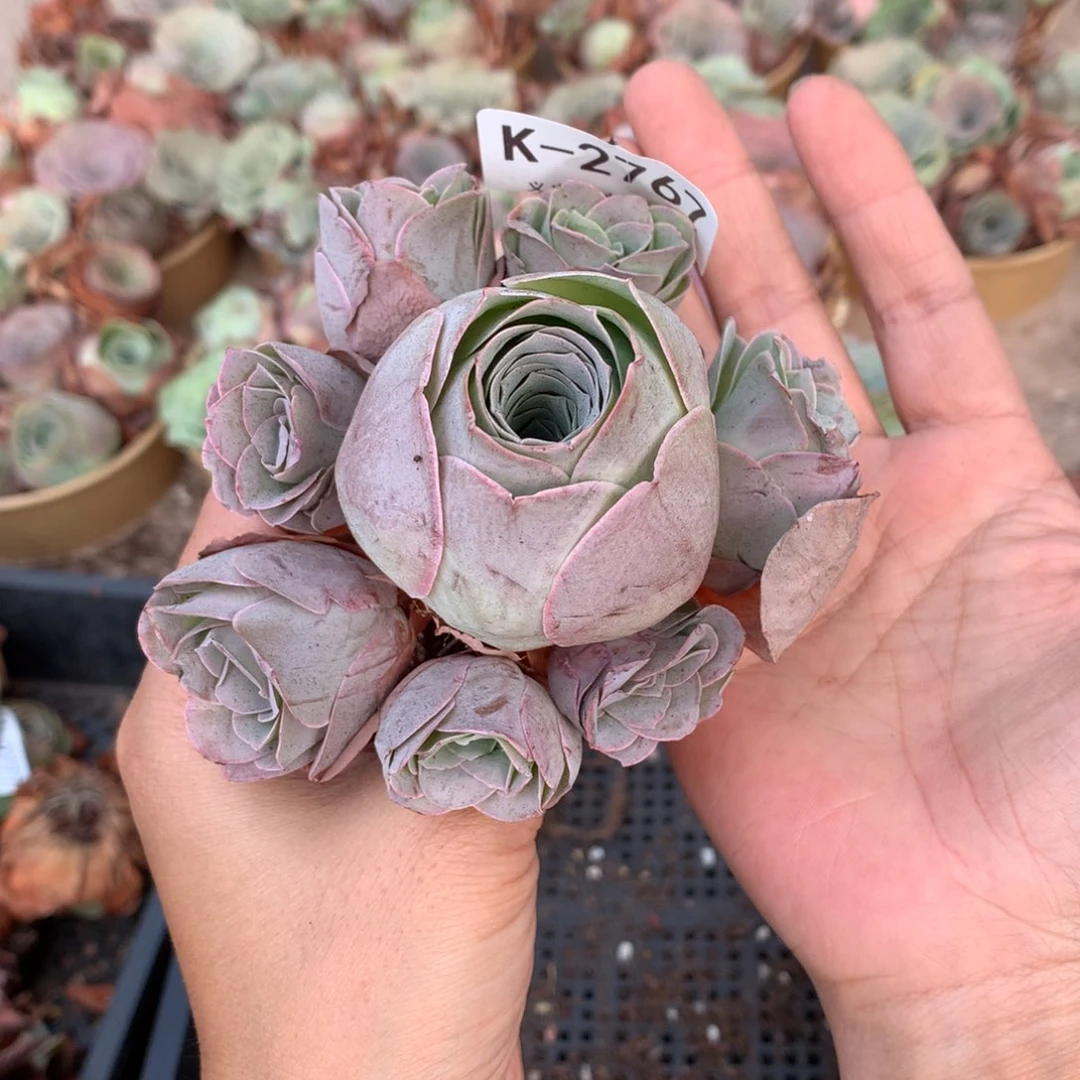 2767超大群生老桩子糖耶