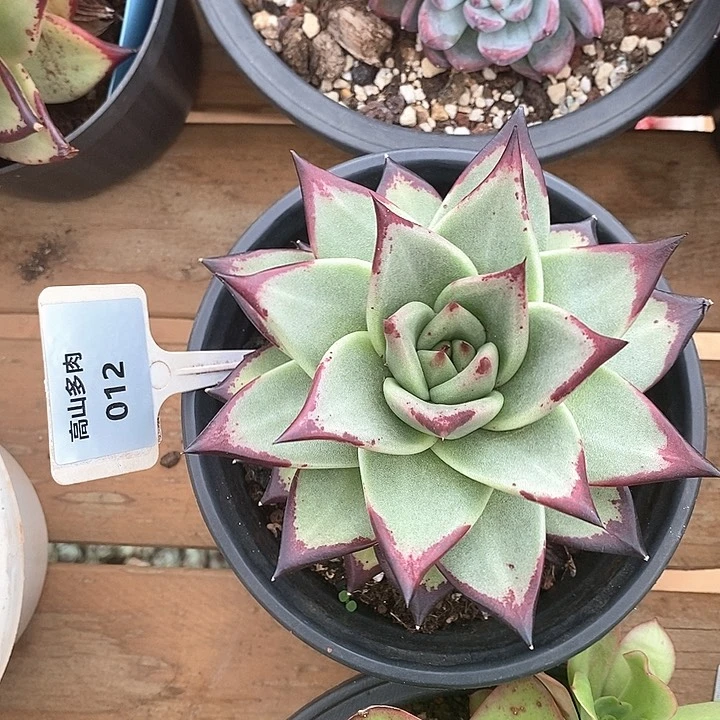 12直播福利乌木13