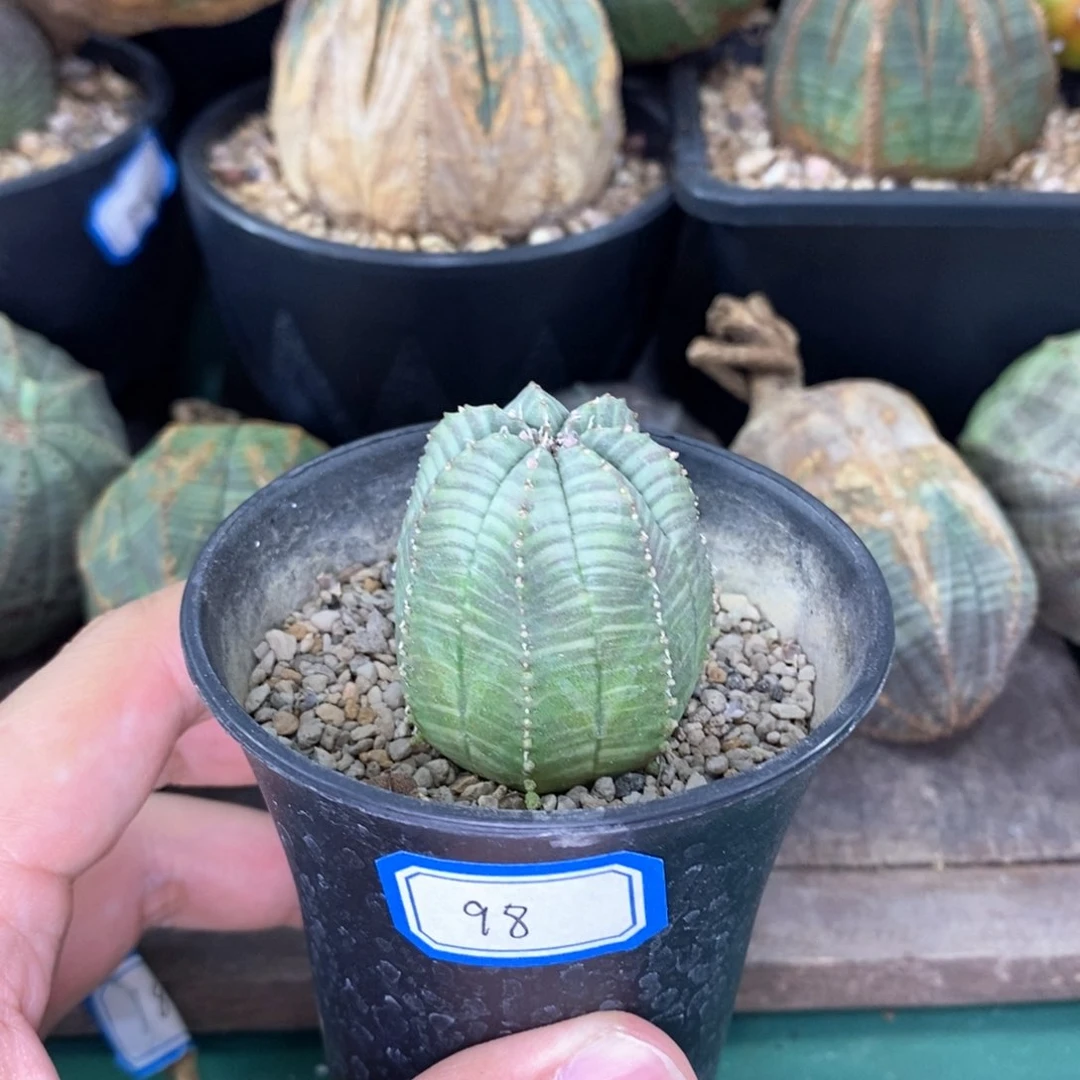 欧系实生布纹球多肉植物