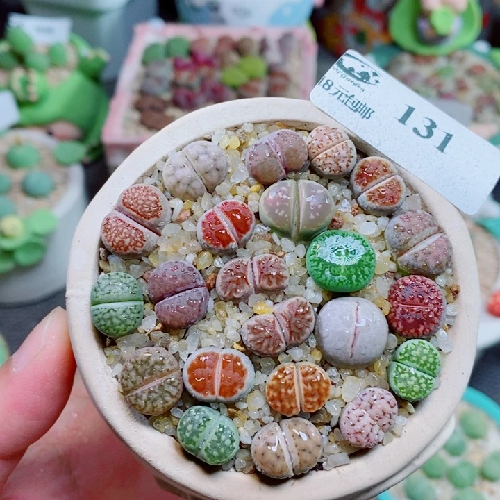 生石花花花花花花131