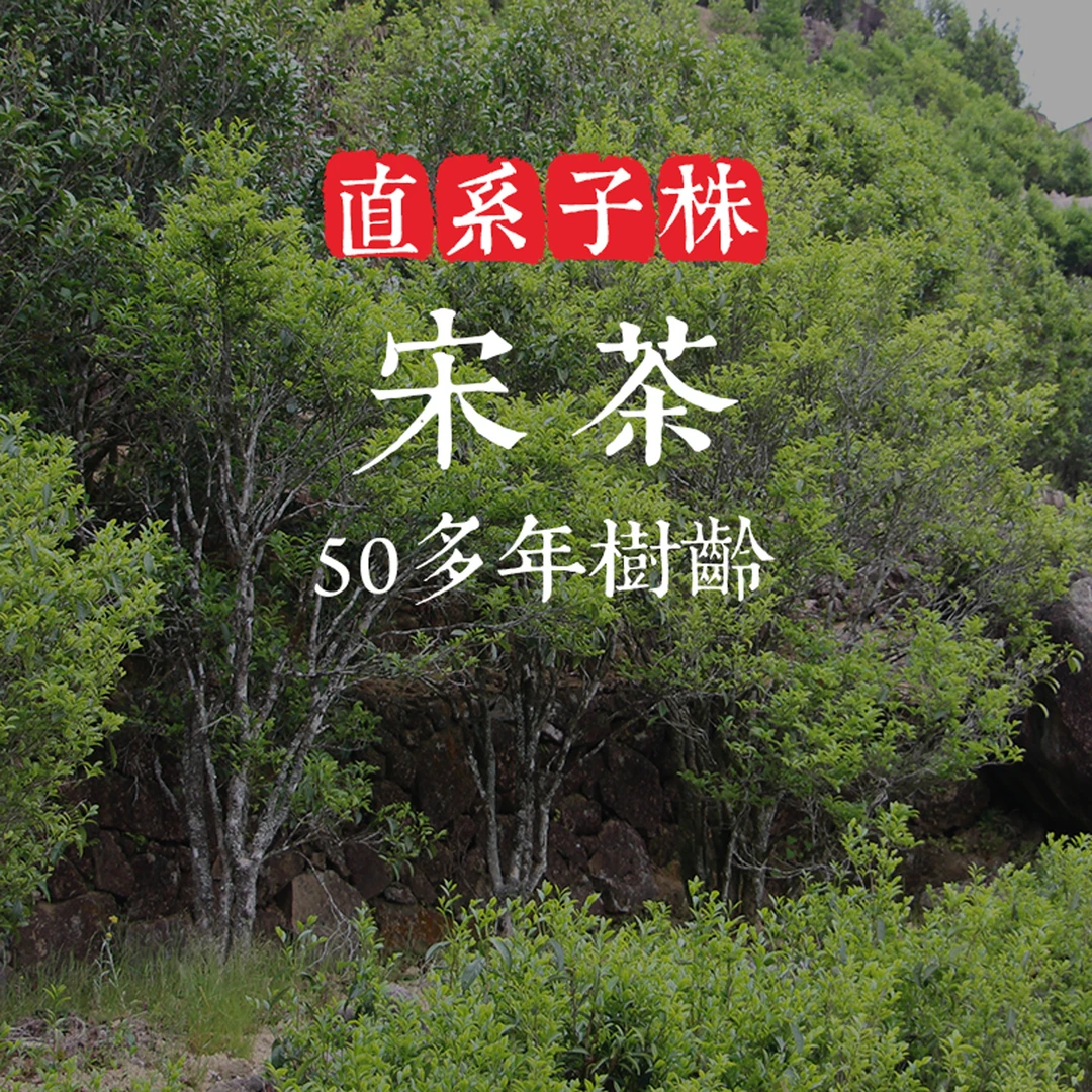 狮头脚【宋茶】珍贵名种 50多年老丛 正宗潮州凤凰单枞茶叶乌岽单丛
