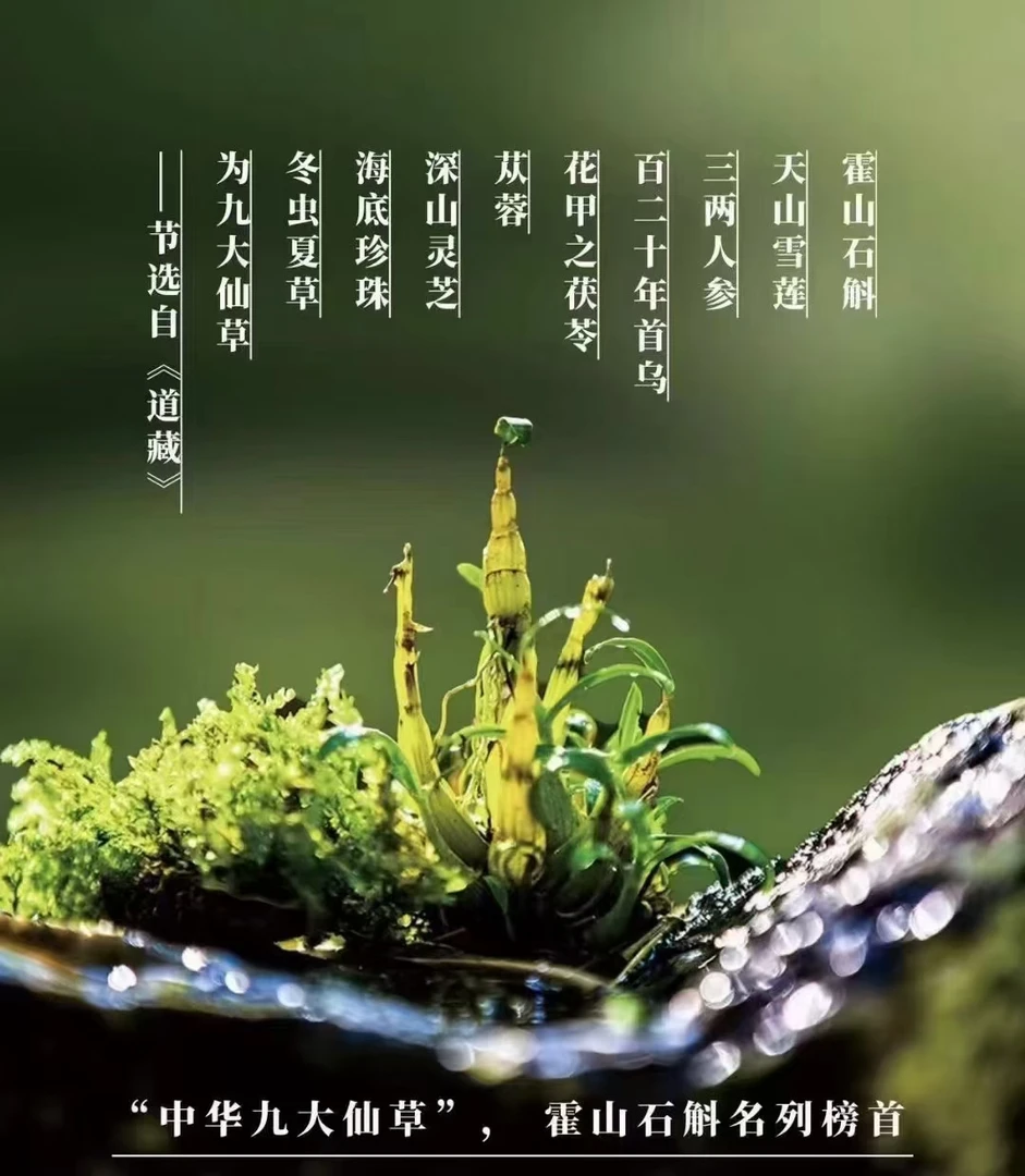 霍山石斛（米斛）粉 林下生态种植 大别山直发