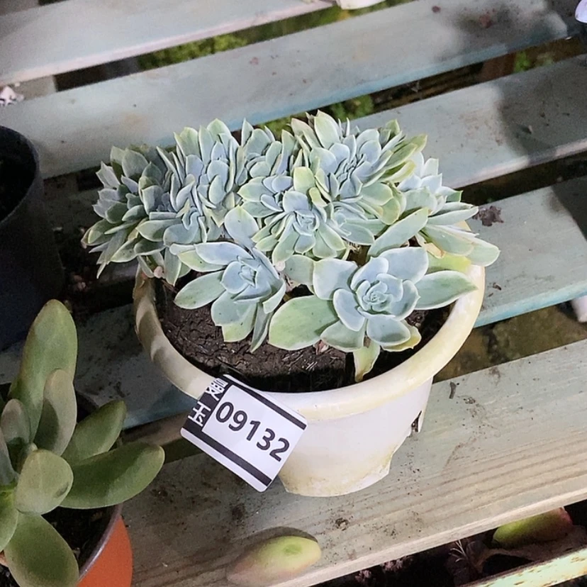 【闪购商品】柠檬玫瑰锦缀09132