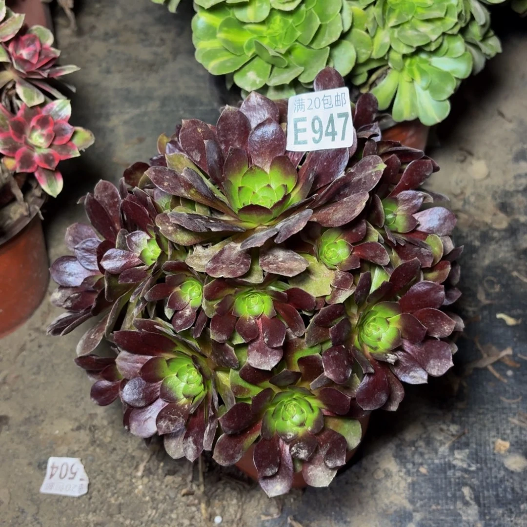 947多肉植物捧花的