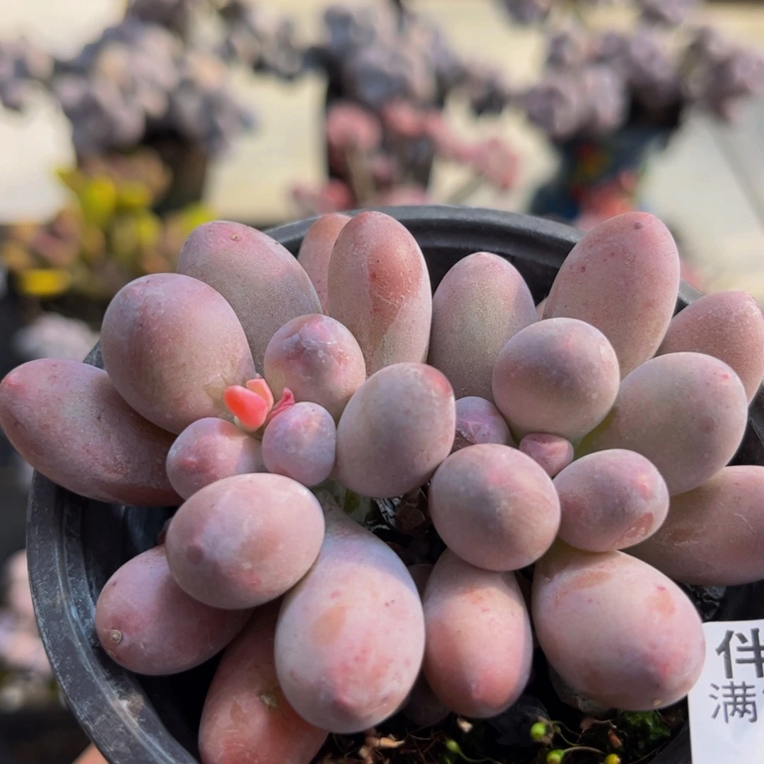 941/8cm汤圆奶酪多肉