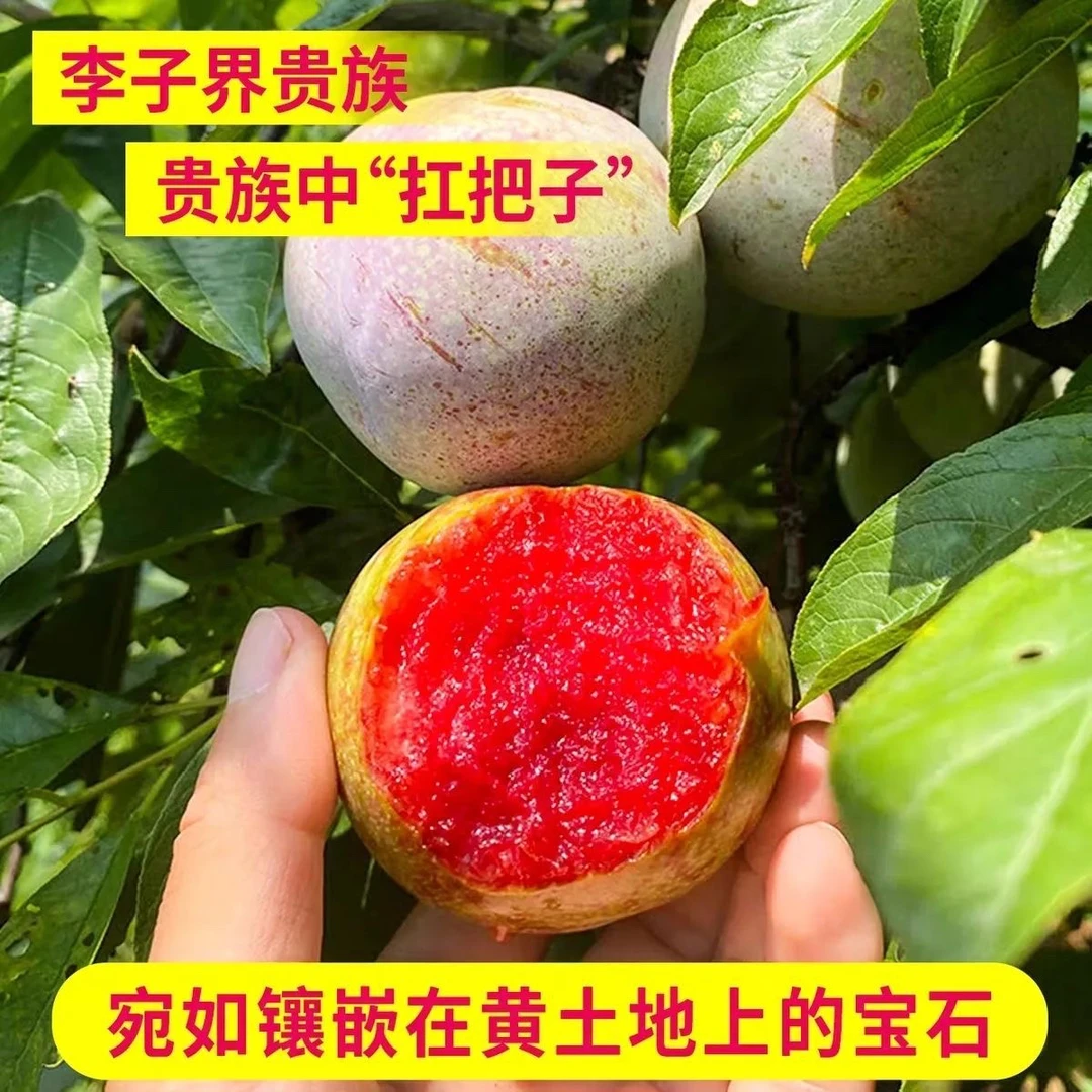 帝味恐龙蛋李子顺丰包邮次日达天津市