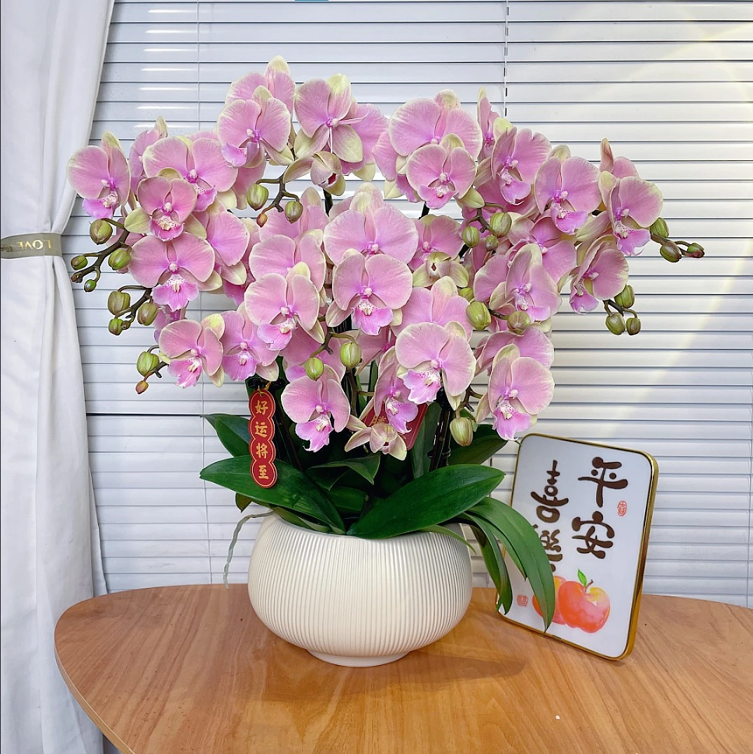 【芳美-蝴蝶兰】QX年宵花 定制款 易养花期长 送礼 家居摆件