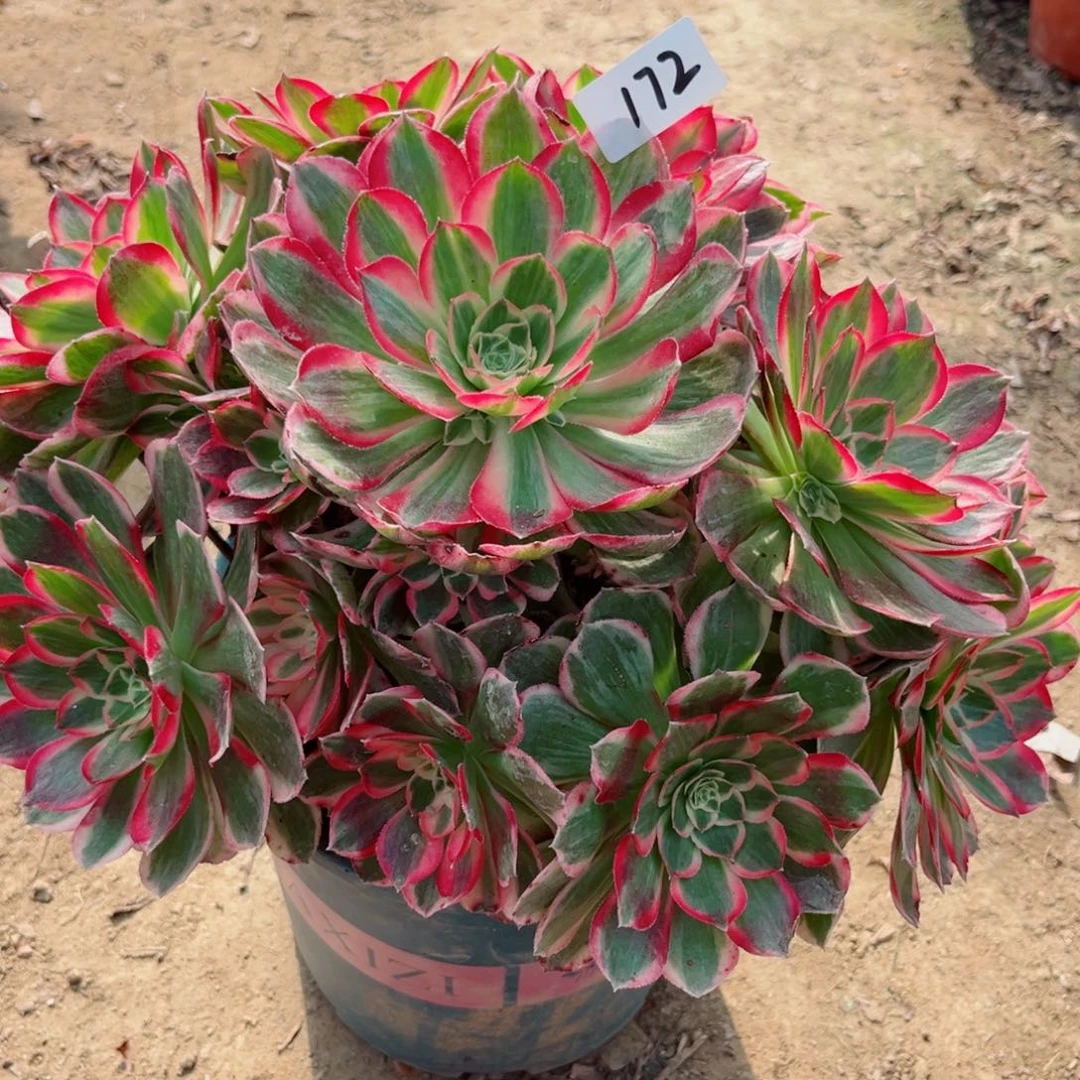 172荔枝变异貂蝉法师多肉植物