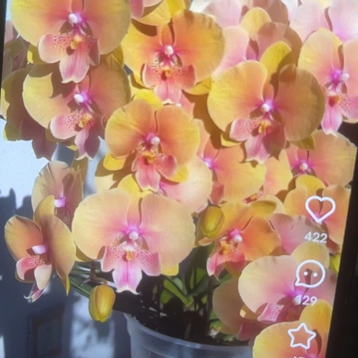 当前无花栽培后可以开花508蜜桃