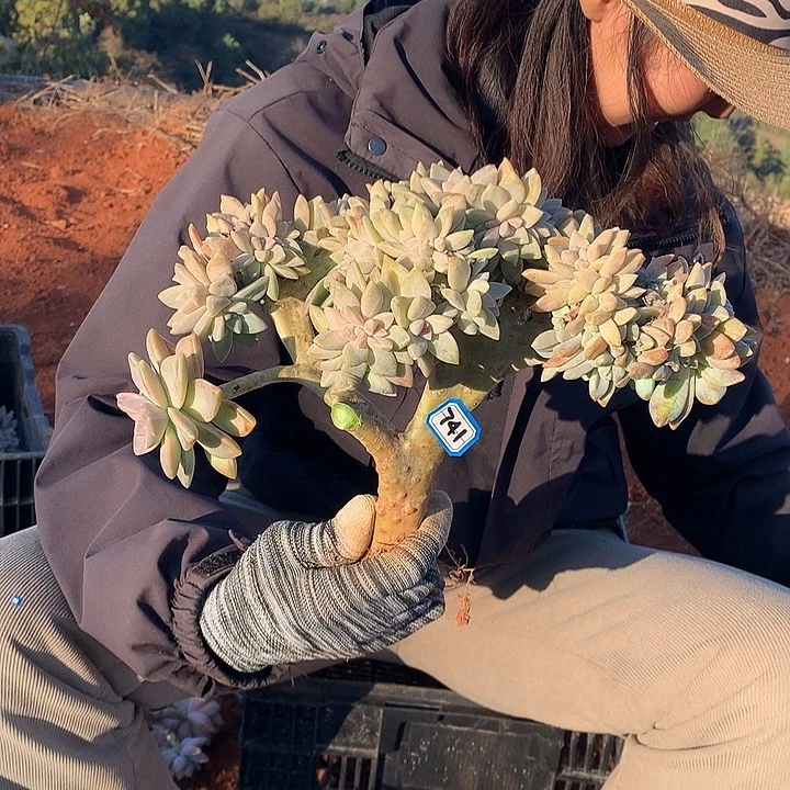 741 淡雪缀 一物一拍