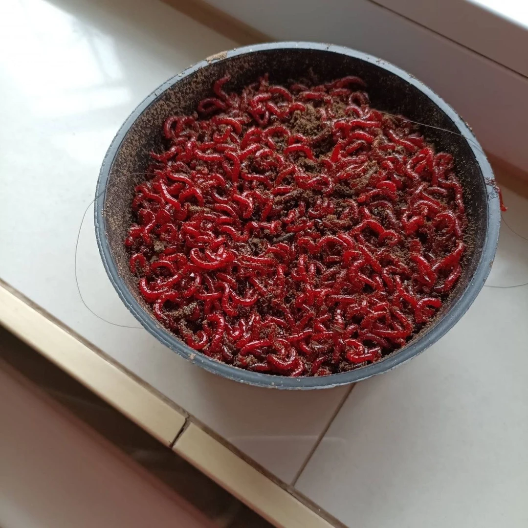 混装红虫特大号鲜活红虫带土发货活饵野钓黑坑拉饵