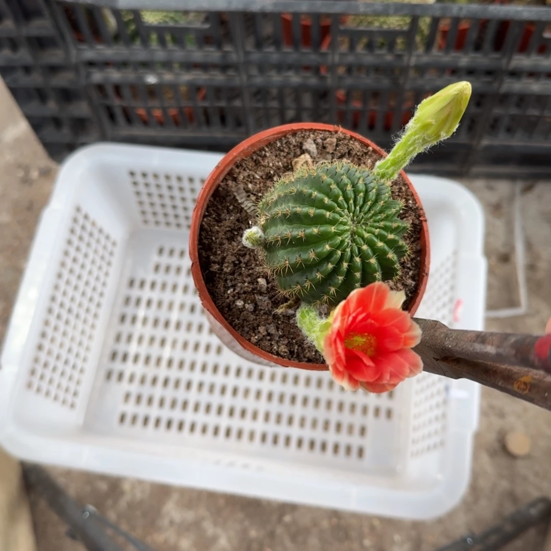 我***你无花朵丽花哈哈哈哈哈哈哈哈