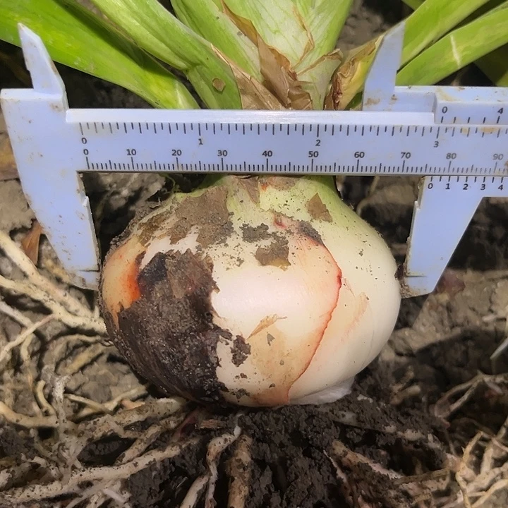 无花朵魔幻之旅。一颗。  7.5➕