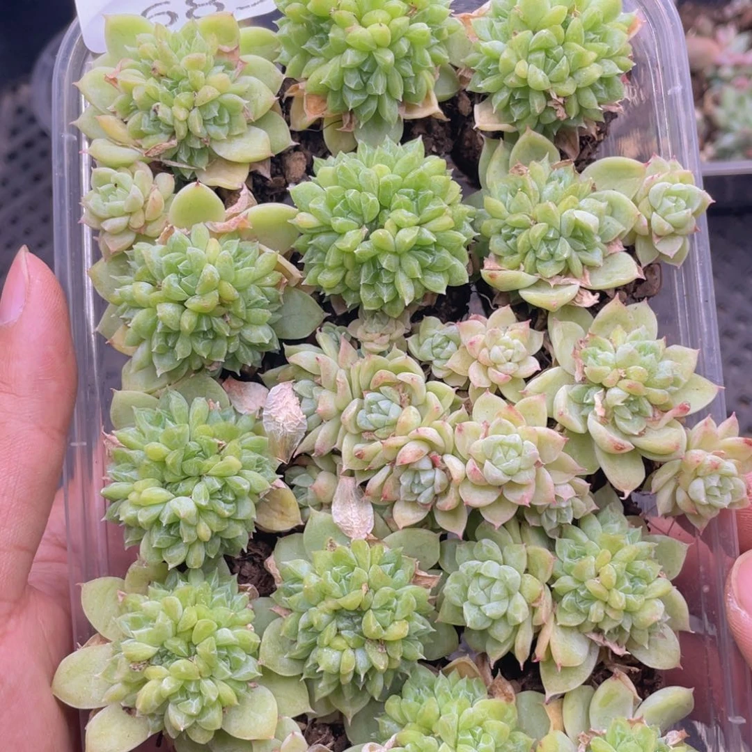 云糖心多肉植物685