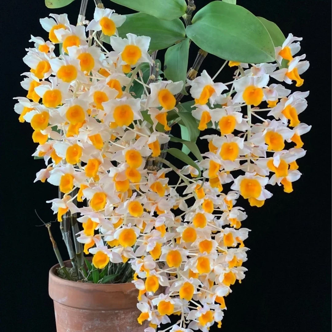球花石斛苗黄花石斛花卉绿植盆栽盆景吊兰花洋兰球形易活