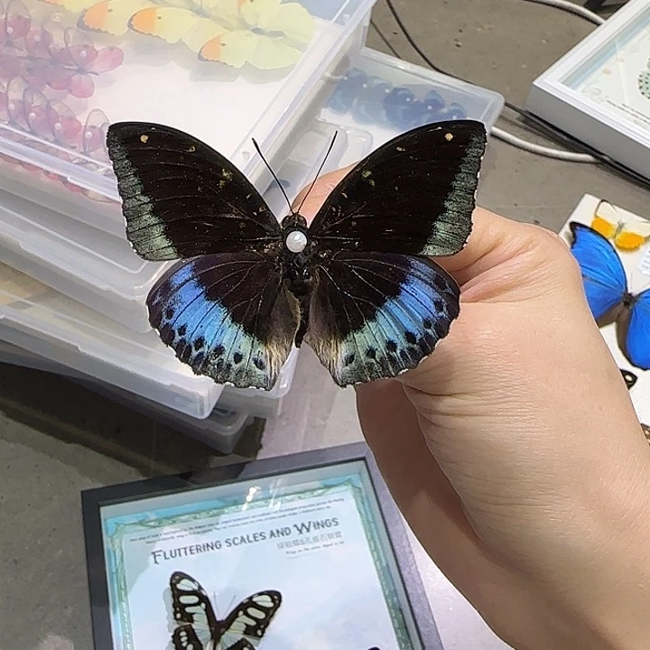 /***)小豹绿带框方8寸蝴蝶