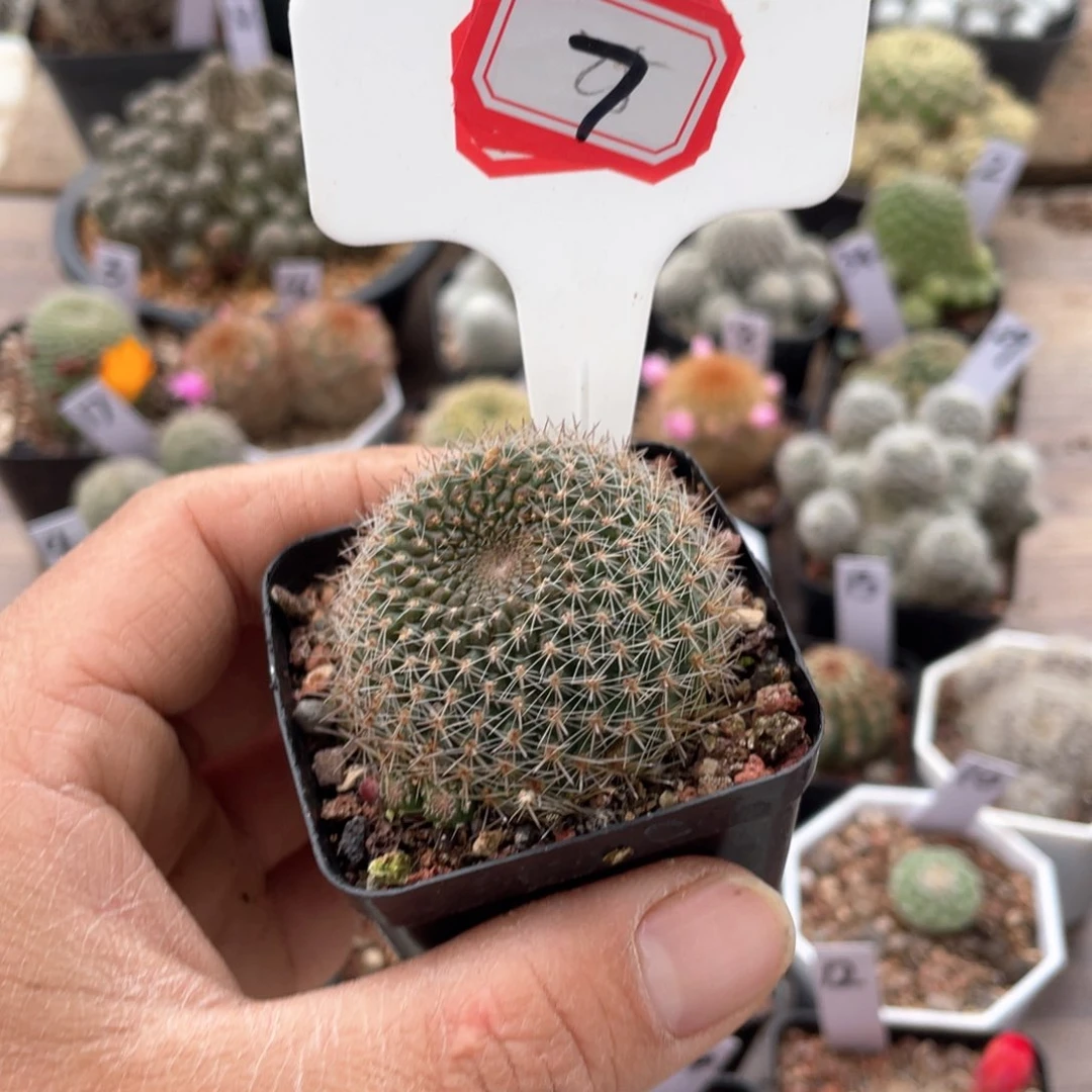 就*我7往事已经不再重要任务