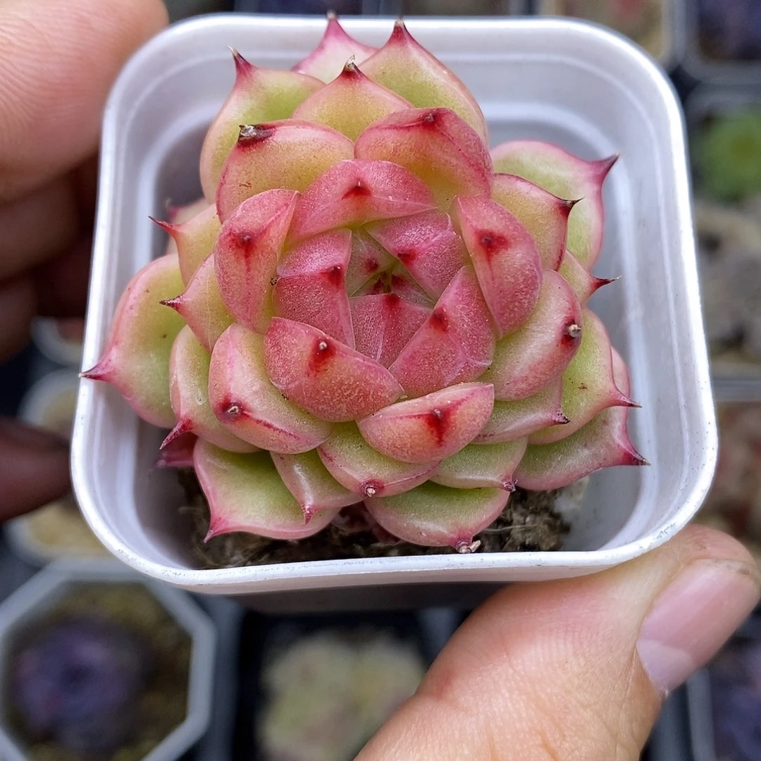 会***年玉玲珑5厘米盆多肉植物