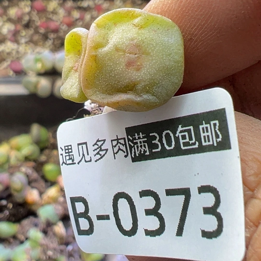 多肉植物1111111111111