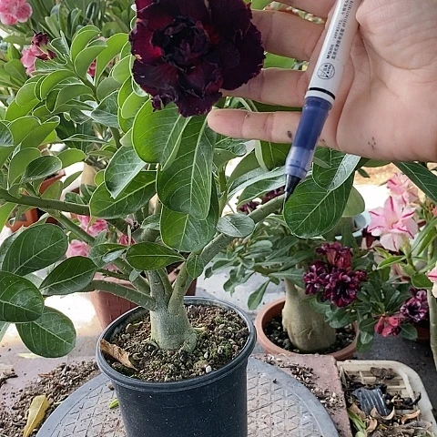 【闪购商品】无花朵E***d