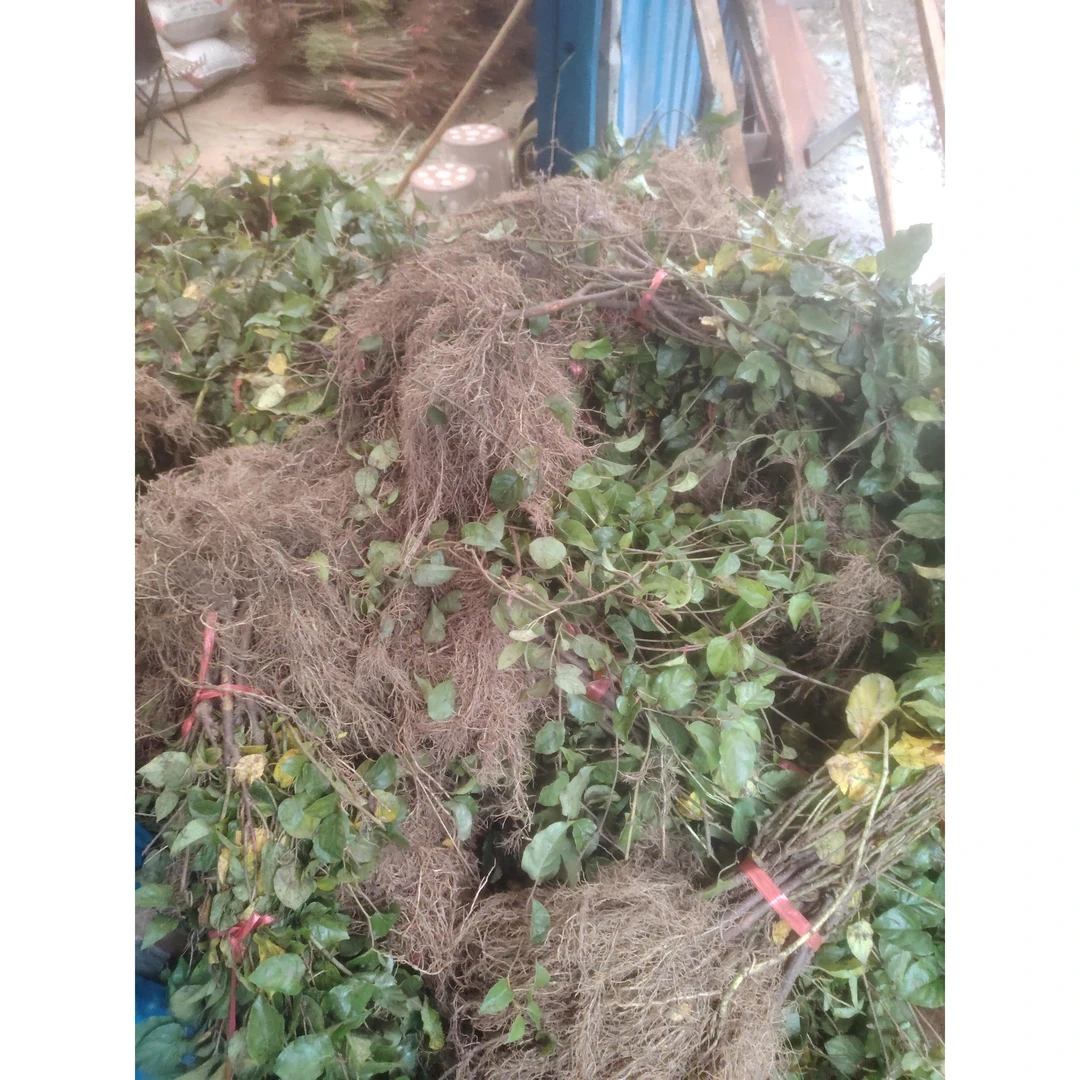 纯正扦插水杨桃树苗耐水耐旱可作猕猴桃砧木苗50株