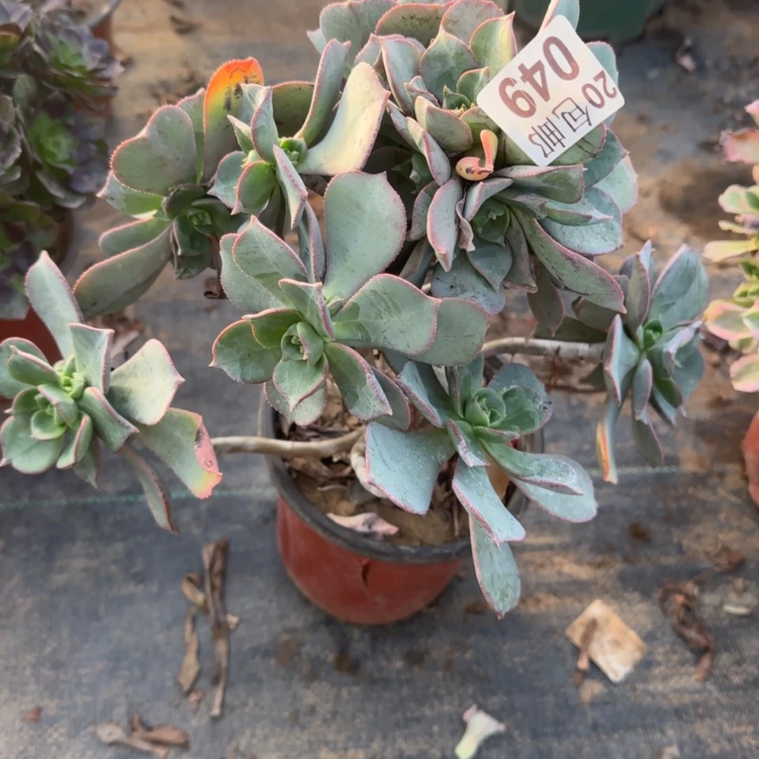 粉仙桃049满20包邮断枝不包