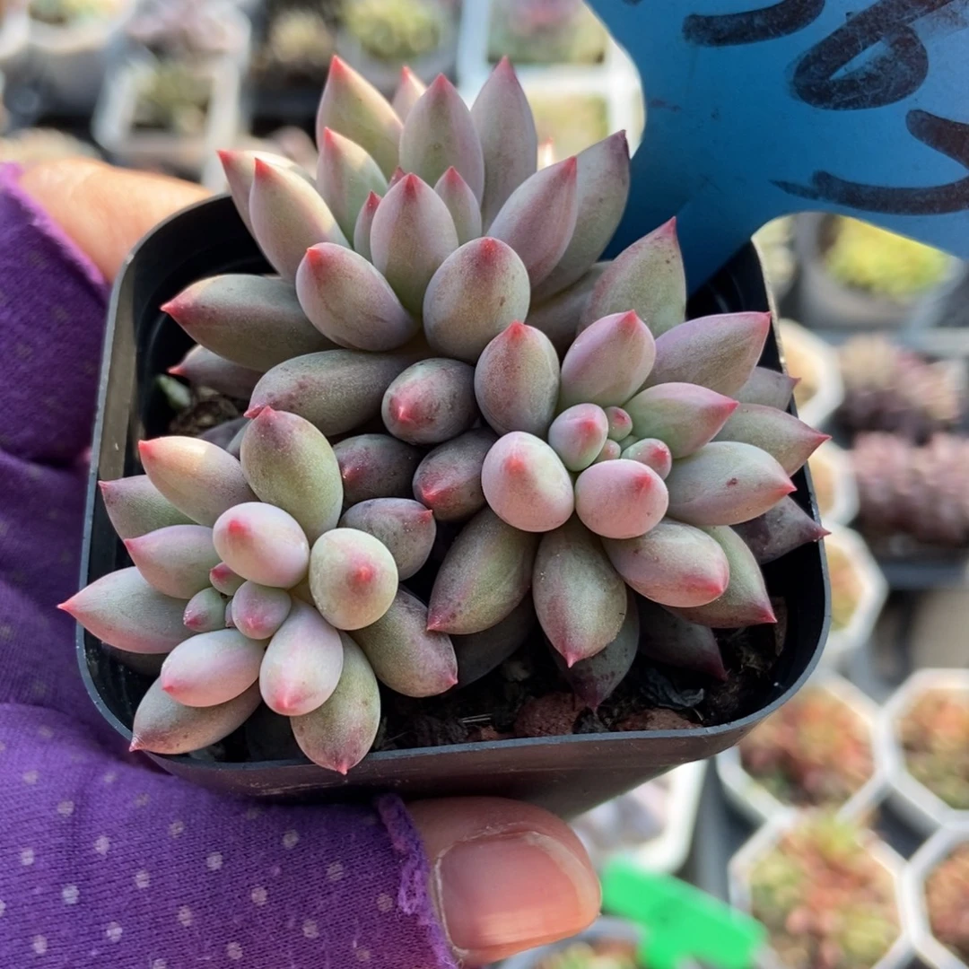 7363虞美人多肉植物多肉