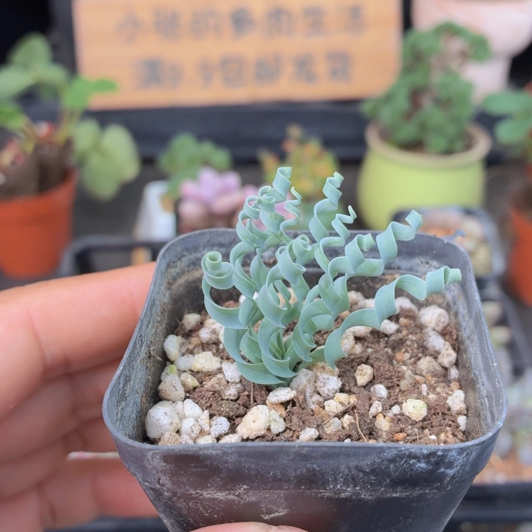 弹簧草多肉9.9包邮发货