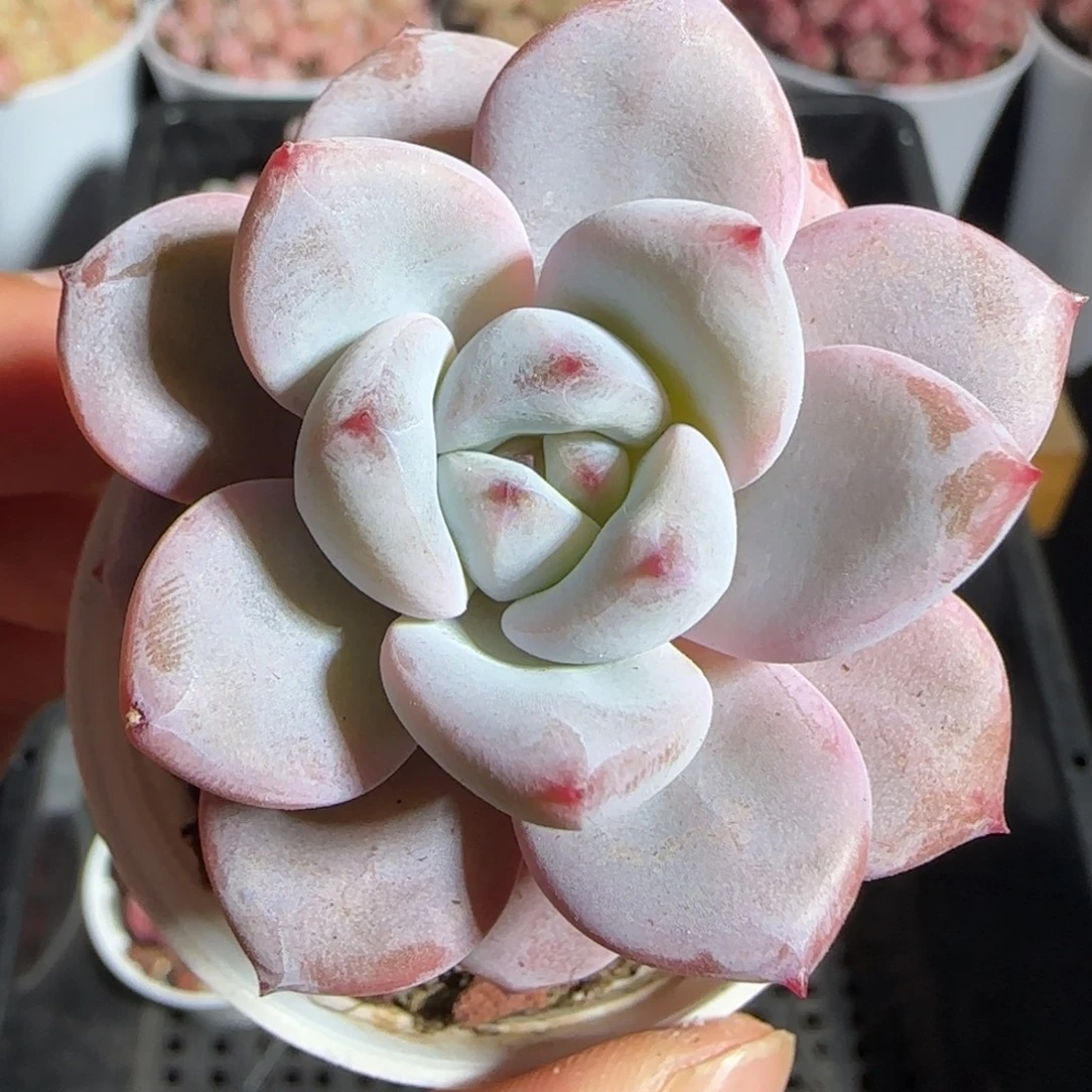 多肉1222-89福利福利