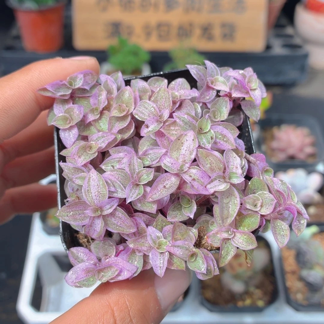 胭脂云多肉9.9包邮发货