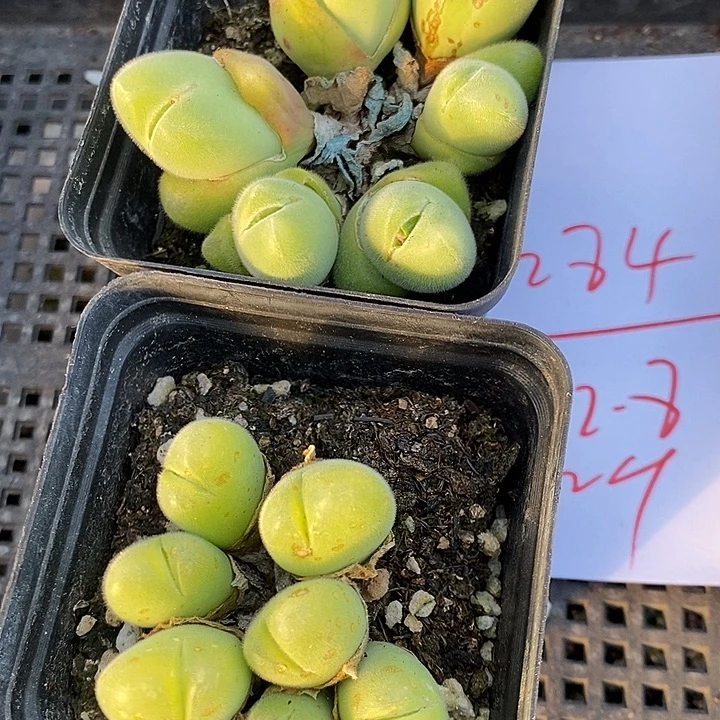 284长毛毛翠滴2盒。